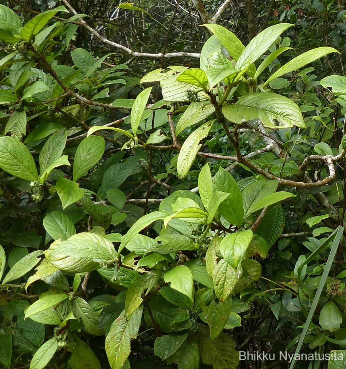 Psychotria dubia var. dubia (Wight) Alston